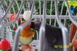 Enlarge photo 11