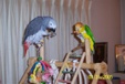 Enlarge photo 41