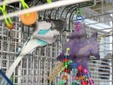 Enlarge photo 67