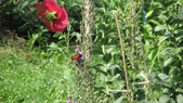 Enlarge photo 9