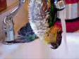 Enlarge WMV 1