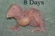 Enlarge photo 9