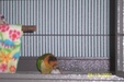 Enlarge photo 58