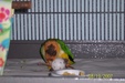 Enlarge photo 59