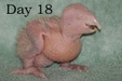 Enlarge photo 11
