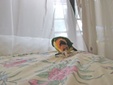 Enlarge photo 10