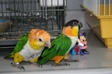 Enlarge photo 16