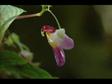 Enlarge WMV 15