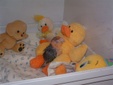 Enlarge photo 16
