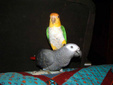 Enlarge photo 79