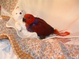Enlarge photo 58
