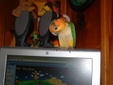 Enlarge photo 52