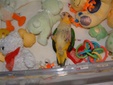 Enlarge photo 61