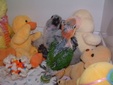 Enlarge photo 19