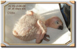 Enlarge photo 2
