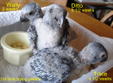 Enlarge photo 24