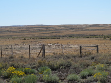 Enlarge photo 335