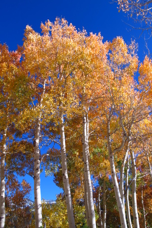 Enlarge photo 29