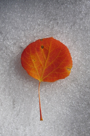 Enlarge photo 40