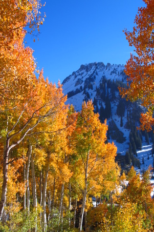 Enlarge photo 42