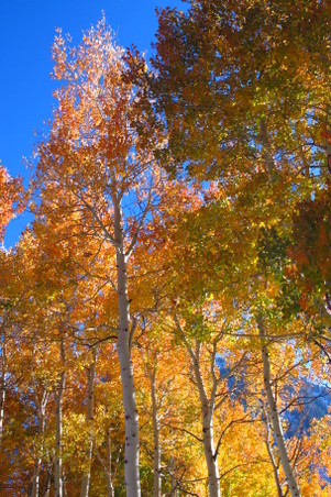 Enlarge photo 43