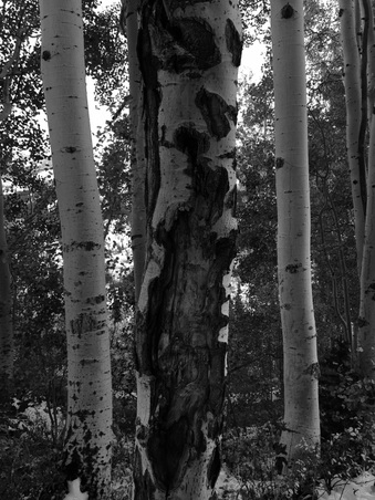 Enlarge photo 189