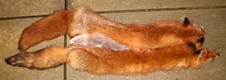 Enlarge photo 308