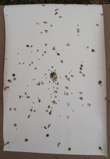 Enlarge photo 185