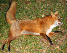 Enlarge photo 244