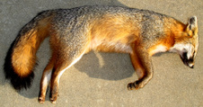 Enlarge photo 263