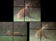Enlarge photo 269