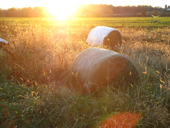 Enlarge photo 169