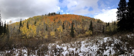 Enlarge photo 338