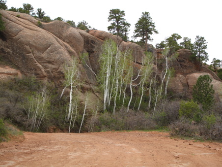 Enlarge photo 251