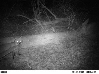 Trail cam pix