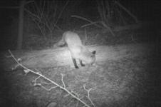 Trail Cam Videos