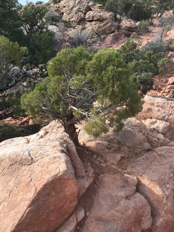 Enlarge photo 661