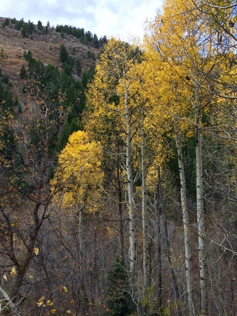 Enlarge photo 339