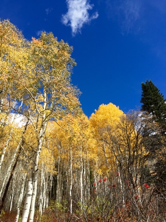 Enlarge photo 302