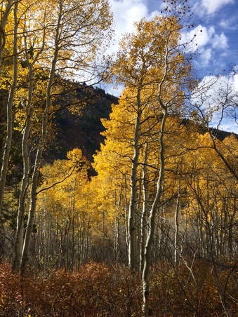 Enlarge photo 313