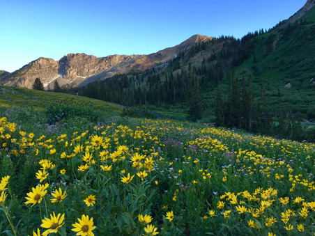 Utah Wildflowers - Albion Basin