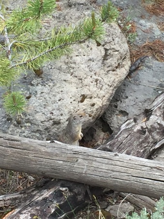 Enlarge photo 336