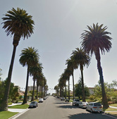 palm tree streets