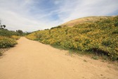Ascot Hills