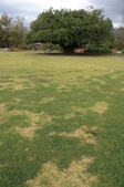 LA Arboretum