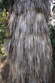 SC Botanic