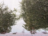 Enlarge photo 76