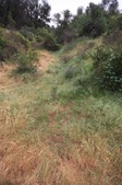 Fern Dell