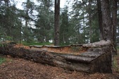 Cedar Grove (griffith park)