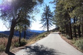 LA Forest